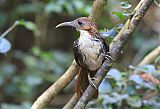 Large Scimitar-Babbler